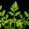 bioengineer.org
