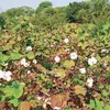newindianexpress.com