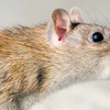 newindianexpress.com