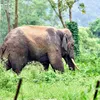 newindianexpress.com