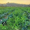 etvbharat.com