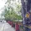 starofmysore.com