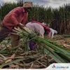 chinimandi.com