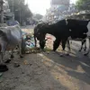 tribuneindia.com