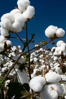 Domestic Spinners Benefit from Cotton Price Drop