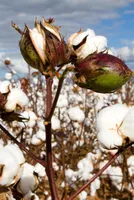 Southern India Mills Association's Guidance Amidst Cotton Price Surges