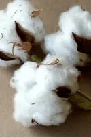 Global Cotton Demand Surges