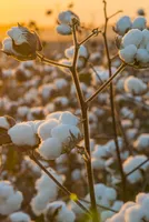 Insights into Cotton Arrivals in Key Production Zones