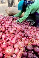 Export Ban on Onions Lifted; Minimum Export Price Fixed at $550/Ton