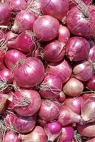 Government Implements 40% Duty on Onion Exports
