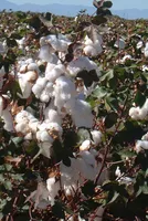 India's Initiative to Enhance Cotton Production