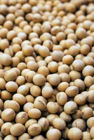 Soybean Market Update