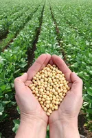 Price Fluctuations in Soybean Market