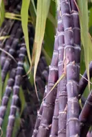 U.P's Sugarcane Crushing Season Update