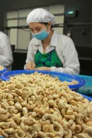 Southern India's Cashew Market Increases