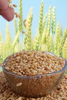Wheat Procurement Trends