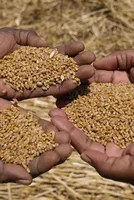 Challenges in Wheat Procurement