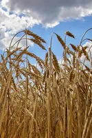 Ludhiana's Wheat Procurement Efforts Gain Momentum