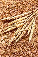 Wheat Procurement Reform: Flexibility in Rajasthan and M.P