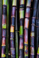 Assuring Ethanol Supply Amidst Sugarcane Restrictions