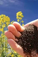 Oilseeds Outlook: India Anticipates Record Mustard Crop