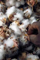 Surge in Cotton Demand Elevates Prices in Northern Indian States