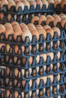 Egg Prices in Mangaluru and Udupi Take a Dip