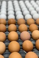 Seasonal Shifts: Declining Egg Prices in Southern India