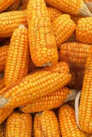 Maize Arrival Boosts West Bengal Markets