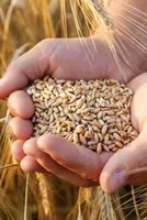 Flour Mill Demand Elevates Wheat Prices in Delhi Markets