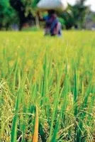 BAL Innovates: New Formulations for Agriculture