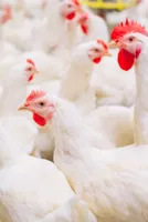 Kolhan Division Enforces Chicken Import Halt Amid Bird Flu
