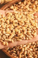 Wheat Boom: 91% Growth