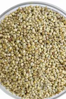 Bajra Market Stability Amidst Supply Concerns and Demand Shifts