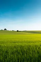 Summer Crop Acreage Surges by 8%
