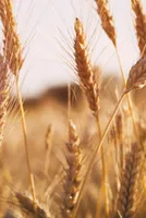 Wheat Prices Soften in Delhi