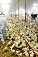 Avian Flu Outbreak in Jharkhand