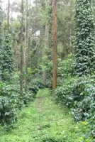 Climate Crisis Hits Coffee and Pepper Production in Malnad Region
