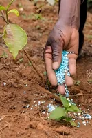 The hidden fragility of India’s fertiliser economy 