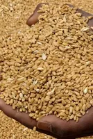 Global wheat rally revives India's export prospects as government allows 5 million tonnes of wheat exports after a four-year ban