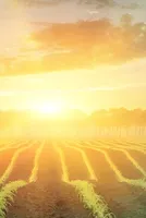 Petrochemical Prices Are Soaring 