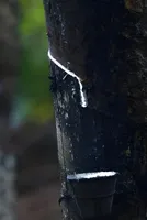 Why natural rubber deserves a place in the chemical renaissance — Ahmad Ibrahim 