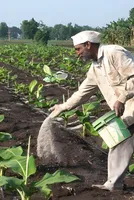 India's fertilizer production decreased by 25% due to Iran war: What are reasons for decline in production ... 