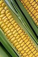 The Commodities Feed: Oil lower despite Middle East escalation