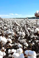 ICE cotton recovers on technical rebound amid India's crop concerns 