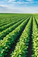 Acelen Renewables and Bunge strike landmark soybean oil deal to fuel Brazil’s renewable energy push