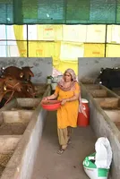 India’s cows offer biogas alternative to Mideast energy crunch 