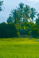 How the Middle East Conflict Is Reshaping Indian Agriculture 