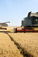 Wheat Futures Rebound From Two-Month Lows