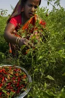 Can the US-Israel War on Iran Trigger an Agrarian Crisis? 